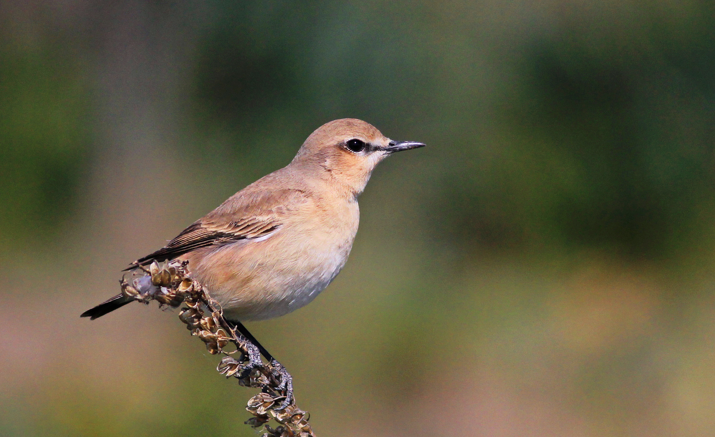 Isabelline Wheatear